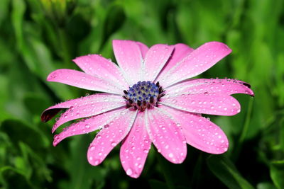 Close-up of water drops on pink flower