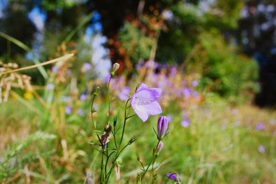 Close-up of purple flowering plant