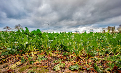 Plants growing on field against sky