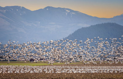 Snow geese in the skagit valley of washington state. 