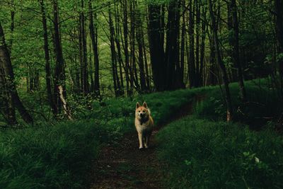 Dog in a forest