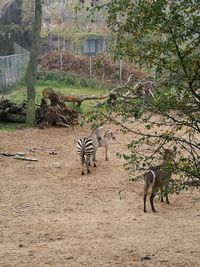 View of zebra on tree