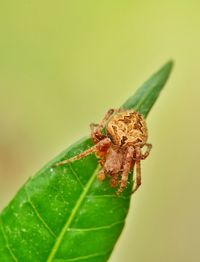 Close-up of spider on leaf