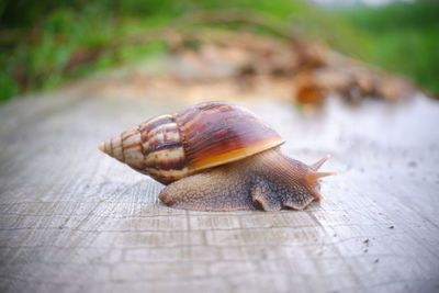 Close up of a snail on a rock at the edge of a rice field