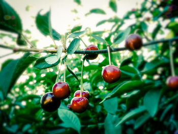 Close-up of cherries on plant
