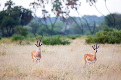 Deer in a field