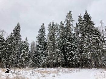 Snow covered pine trees in forest against sky