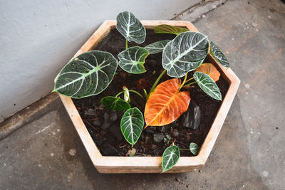 High angle view of leaves on table