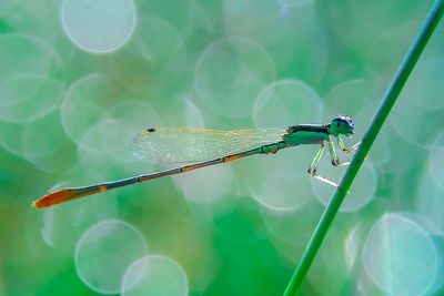Close-up of damselfly on water
