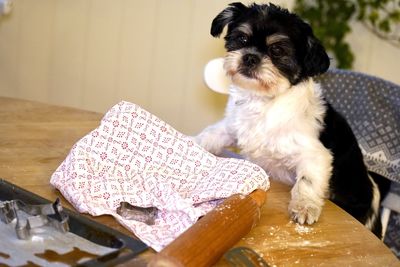 Dog sitting on table at home