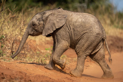 Elephant standing on field