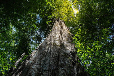 Low angle view of trees in forest