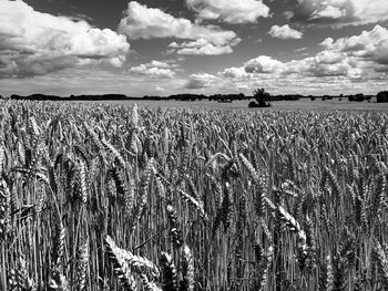 Scenic view of field against cloudy sky