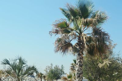 Low angle view of palm tree against clear sky