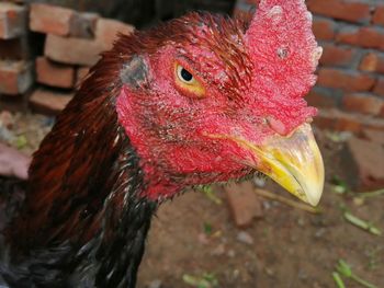 Close-up portrait of chicken