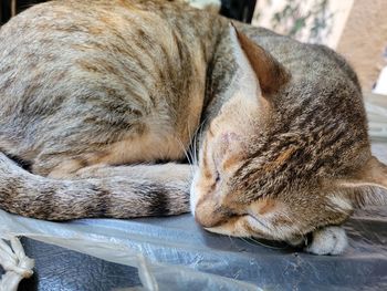 Close-up of a cat sleeping