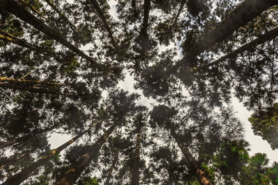 Low angle view of trees against sky