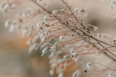 Close-up of cherry blossom during winter