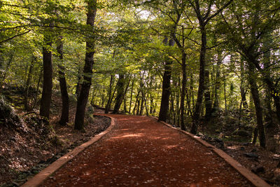 Road amidst trees in forest