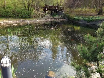 Reflection of trees in water