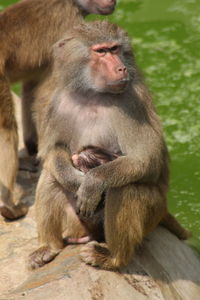 Monkey mom looking away in zoo