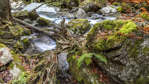 Scenic view of waterfall in forest