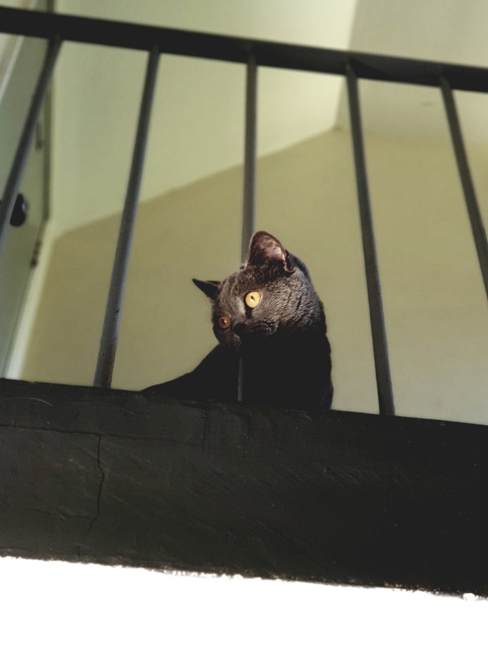 PORTRAIT OF CAT SITTING ON WOOD OUTDOORS