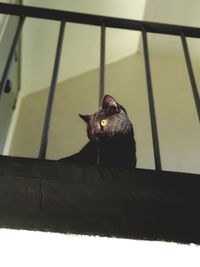 Portrait of cat sitting on wood