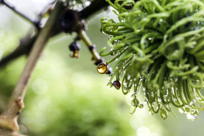 Close-up of raindrops on rambutan fruit