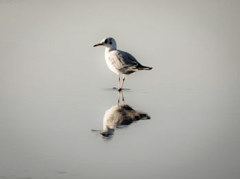 Seagull perching on a lake