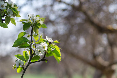 Close-up of fresh flower tree