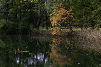 Trees by lake in forest