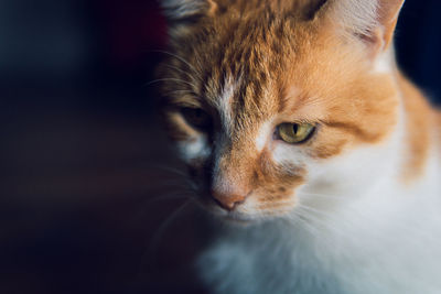 The head of a thinking red-haired white cat