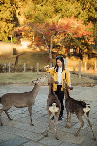 Portrait of young woman standing and feeding deers in nara park during autumn 
