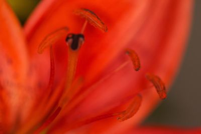 Close-up of flower blooming outdoors