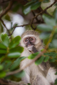 Close-up portrait of a monkey