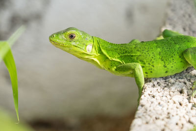 Close-up of green lizard