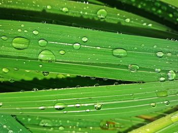 Full frame shot of raindrops on green leaf