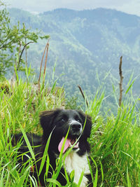 Dog in a field