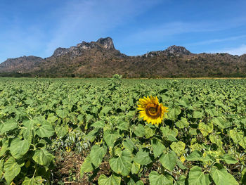 Scenic view of sunflower field against sky