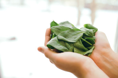 Hands holding fresh green salad leaves of spinach on blurred background. healthy vegetarian eating
