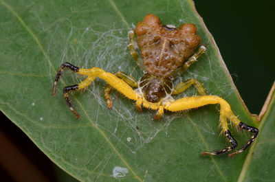 Close-up of insect on leaf