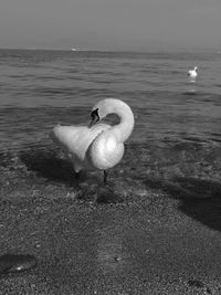 Swan swimming in sea
