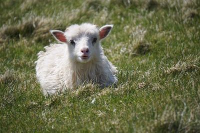 Lamb on grassy field