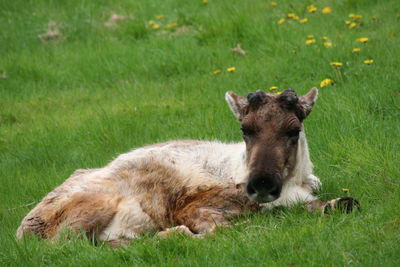 Sheep on field