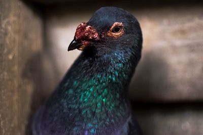 Close-up of a bird looking away