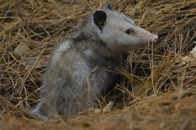 High angle view of opossum in a field