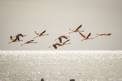 Birds flying over sea against clear sky