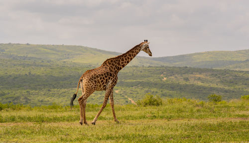 Giraffe in the nature reserve in hluhluwe national park south africa