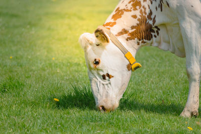 Horse grazing on field